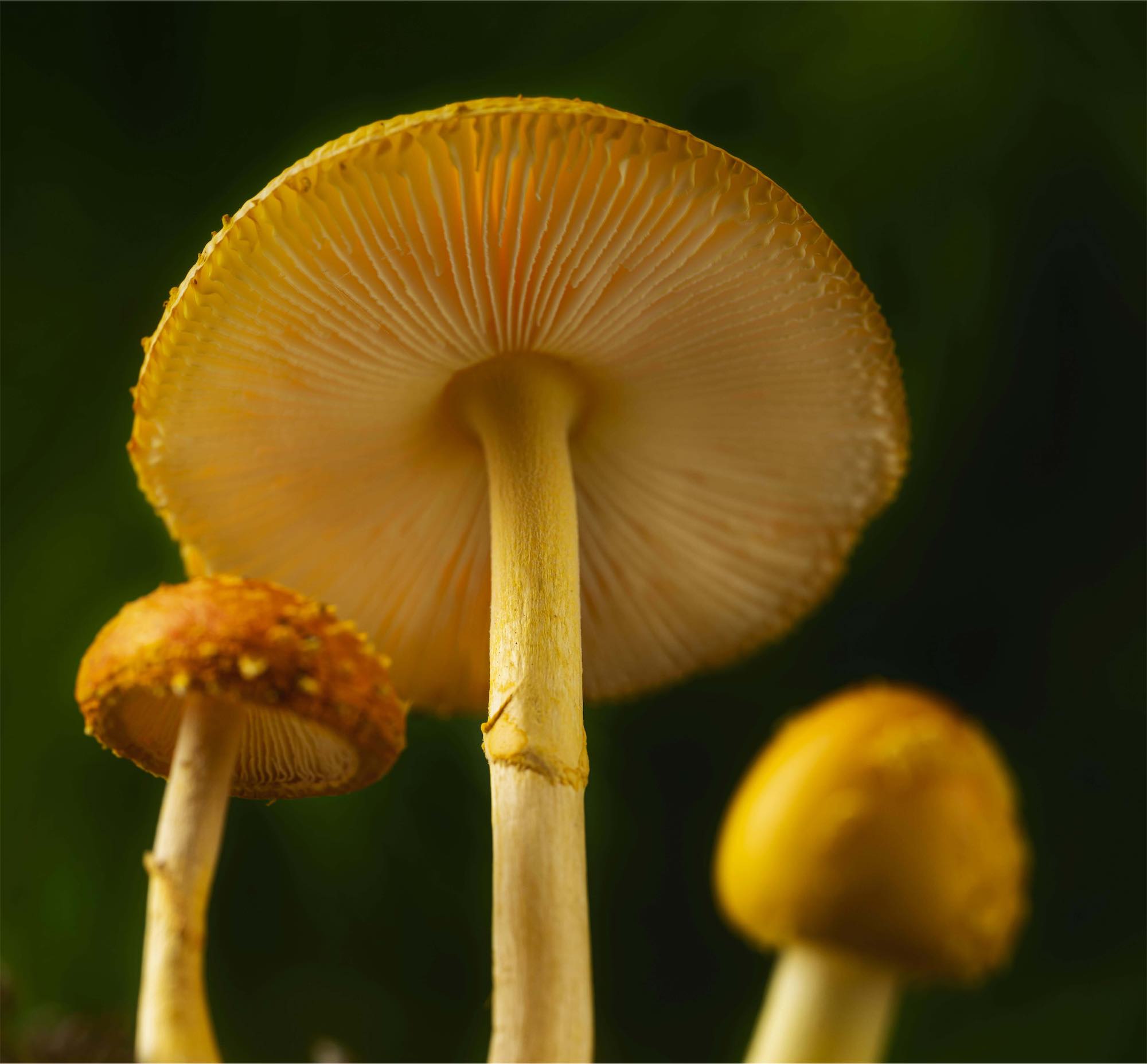 Adaptogens